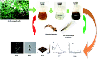 Graphical abstract: Size-controlled fabrication of silver nanoparticles using the Hedyotis puberula leaf extract: toxicity on mosquito vectors and impact on biological control agents