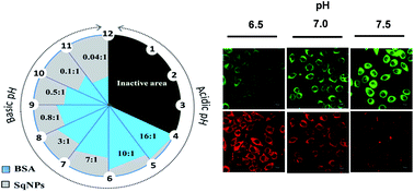 Graphical abstract: A protein–dye hybrid system as a narrow range tunable intracellular pH sensor