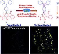 Graphical abstract: Photoactivatable aggregation-induced emission probes for lipid droplets-specific live cell imaging