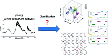 Graphical abstract: Evaluation of chemometric methodologies for the classification of Coffea canephora cultivars via FT-NIR spectroscopy and direct sample analysis