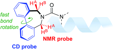 Graphical abstract: Dibenzazepinyl ureas as dual NMR and CD probes of helical screw-sense preference in conformationally equilibrating dynamic foldamers