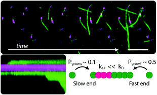 Graphical abstract: Imaging Aβ(1–42) fibril elongation reveals strongly polarised growth and growth incompetent states
