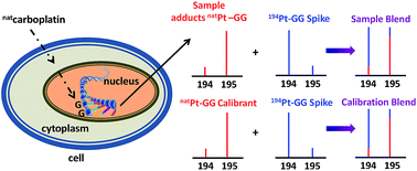 Graphical abstract: A species-specific double isotope dilution strategy for the accurate quantification of platinum–GG adducts in lung cells exposed to carboplatin