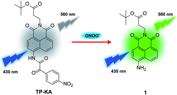 Graphical abstract: Two-photon fluorescent probe for revealing drug-induced hepatotoxicity via mapping fluctuation of peroxynitrite