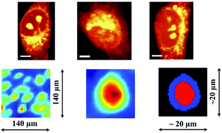 Graphical abstract: Diversity among endothelial cell lines revealed by Raman and Fourier-transform infrared spectroscopic imaging