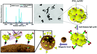 Graphical abstract: PEGylated nanographene-mediated metallic nanoparticle clusters for surface enhanced Raman scattering-based biosensing