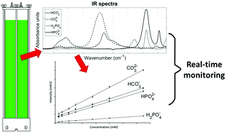 Graphical abstract: Development and validation of an in situ and real-time quantification method for bicarbonate, carbonate and orthophosphate ions by ATR FT-IR spectroscopy in aqueous solutions
