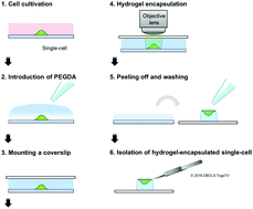 Graphical abstract: Gel-based cell manipulation method for isolation and genotyping of single-adherent cells