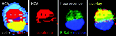 Graphical abstract: Exploring the efficacy and cellular uptake of sorafenib in colon cancer cells by Raman micro-spectroscopy