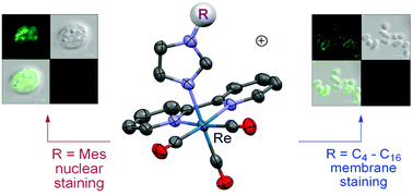 Graphical abstract: Exploring the cellular uptake and localisation of phosphorescent rhenium fac-tricarbonyl metallosurfactants as a function of lipophilicity