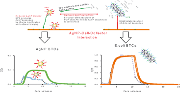 Graphical abstract: Gram-negative Escherichia coli promotes deposition of polymer-capped silver nanoparticles in saturated porous media