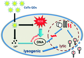 Graphical abstract: New aspects of the environmental risks of quantum dots: prophage activation