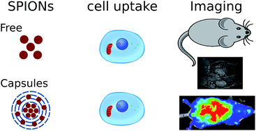 Graphical abstract: In vivo fate of free and encapsulated iron oxide nanoparticles after injection of labelled stem cells