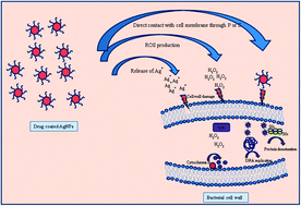 Graphical abstract: Enhanced bactericidal efficacy of polymer stabilized silver nanoparticles in conjugation with different classes of antibiotics