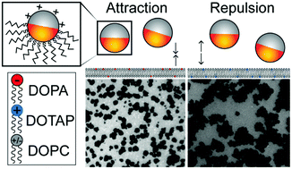 Graphical abstract: Lipid bilayer disruption induced by amphiphilic Janus nanoparticles: the non-monotonic effect of charged lipids
