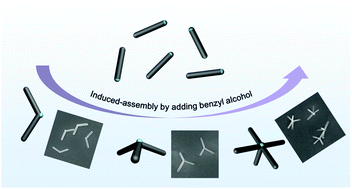 Graphical abstract: Assembly of silica rods into tunable branched living nanostructures mediated by coalescence of catalyst droplets