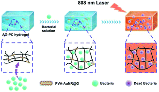 Graphical abstract: Stable gold graphitic nanocapsule doped hydrogels for efficient photothermal antibacterial applications