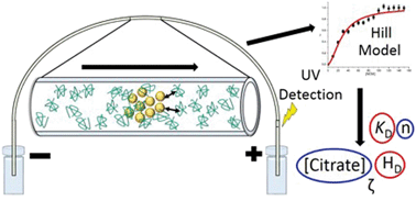 Graphical abstract: Understanding the interaction of gold and silver nanoparticles with natural organic matter using affinity capillary electrophoresis