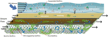 Graphical abstract: Transport of food- and catalytic-grade titanium dioxide nanoparticles in controlled field streams with varying streambed and biofilm conditions