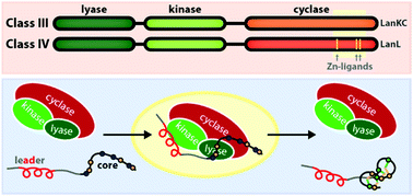 Graphical abstract: Matters of class: coming of age of class III and IV lanthipeptides