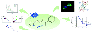 Graphical abstract: X1INH, an improved next-generation affinity-optimized hydrazonic ligand, attenuates abnormal copper(i)/copper(ii)-α-Syn interactions and affects protein aggregation in a cellular model of synucleinopathy