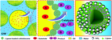 Graphical abstract: Hollow colloidosomes with an enzyme confined in a porous shell as Pickering interfacial biocatalysts for efficient bioconversions