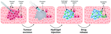 Graphical abstract: Harnessing the self-assembly of peptides for the targeted delivery of anti-cancer agents