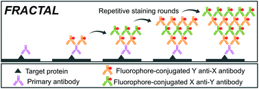 Graphical abstract: FRACTAL: Signal amplification of immunofluorescence via cyclic staining of target molecules