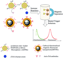 Graphical abstract: Ultrasensitive chemiluminescence immunoassay with enhanced precision for the detection of cTnI amplified by acridinium ester-loaded microspheres and internally calibrated by magnetic fluorescent nanoparticles