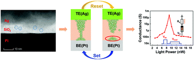 Graphical abstract: Emulation of biphasic plasticity in retinal electrical synapses for light-adaptive pattern pre-processing