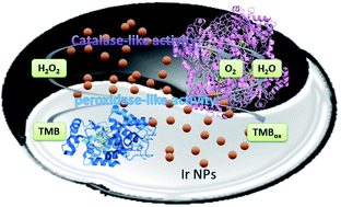 Graphical abstract: Dual enzyme-like activity of iridium nanoparticles and their applications for the detection of glucose and glutathione