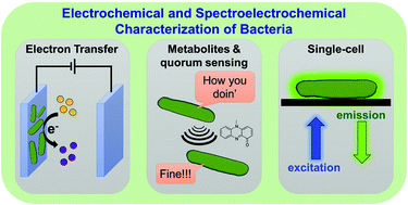 Graphical abstract: Electrochemical and spectroelectrochemical characterization of bacteria and bacterial systems