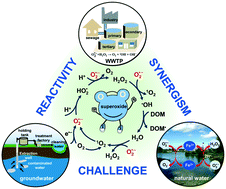 Graphical abstract: Emerging investigator series: could the superoxide radical be implemented in decontamination processes?