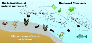 Graphical abstract: Progresses and future prospects in biodegradation of marine biopolymers and emerging biopolymer-based materials for sustainable marine ecosystems