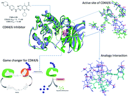 Graphical abstract: CDK4/6 inhibitors: a brief overview and prospective research directions