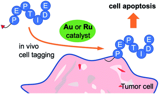 Graphical abstract: In vivo metal-catalyzed SeCT therapy by a proapoptotic peptide