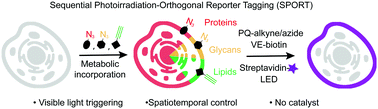 Graphical abstract: A light-initiated chemical reporter strategy for spatiotemporal labeling of biomolecules