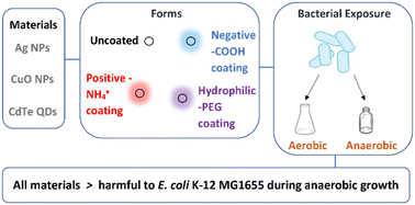 Graphical abstract: Exposure of Escherichia coli to cadmium telluride quantum dots, silver nanoparticles or cupric oxide nanoparticles during aerobic respiratory versus anaerobic fermentative growth on d-(+)-glucose