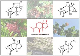 Graphical abstract: Picrotoxane sesquiterpenoids: chemistry, chemo- and bio-syntheses and biological activities