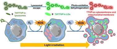 Graphical abstract: Photoactivatable tandem fluorescence imaging of organelles and their interplay monitoring