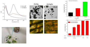 Graphical abstract: Synthesis, characterization, antimicrobial activity, and toxicity evaluation of aminolevulinic acid–silver and silver–iron nanoparticles for potential applications in agriculture