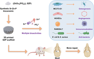 Graphical abstract: 3D printed strontium–zinc-phosphate bioceramic scaffolds with multiple biological functions for bone tissue regeneration