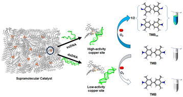 Graphical abstract: A designed DNA/amino acid amphiphile-based supramolecular oxidase-mimetic catalyst for colorimetric DNA detection