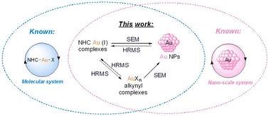 Graphical abstract: Unraveling the transformative pathways of Au-NHC and Au-alkynyl complexes and bridging the gap between molecular and nanoscale gold systems