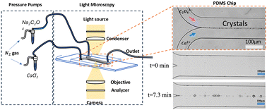 Graphical abstract: Crystal growth of calcium oxalate mono- and dihydrate under laminar flow in microfluidic devices