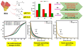 Graphical abstract: Deciphering the spectroscopic and thermodynamic aspects of binding of biologically important antioxidants with the alkali induced state of human serum albumin
