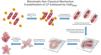 Graphical abstract: The transformation of lepidocrocite (γ-FeOOH) with Fe(ii)(aq) in slightly acidic media: intermediate pathways and biomimetic behavior