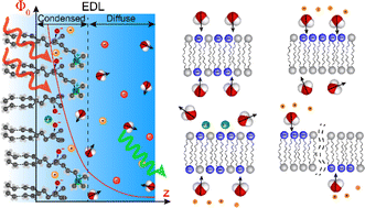 Graphical abstract: Membrane potential fluctuations and water asymmetry on plasma cell and model lipid membranes: origins, implications and properties