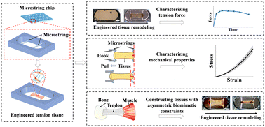 Graphical abstract: Microstring-engineered tension tissues: a novel platform for replicating tissue mechanics and advancing mechanobiology