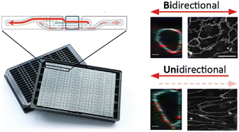 Graphical abstract: Microfluidic artery-on-a-chip model with unidirectional gravity-driven flow for high-throughput applications